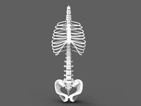 Human spine torso and rib cage