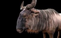 Wildebeest Rigged Hairs
