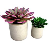 Aeonium Succulent Plants