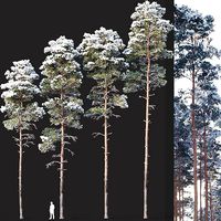 Pinus sylvestris Nr12 H17-22m Winter Four tree set