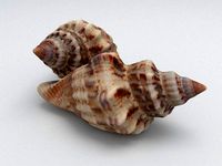 Seashell