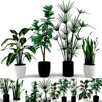 PLANT COLLECTION