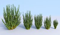Japanese barberry Berberis thunbergii erecta