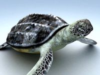 Leatherback Sea Turtle Dermochelys Coriacea