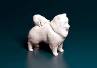 Pomeranian dog | 3D