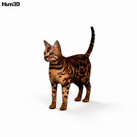 Bengal Cat HD