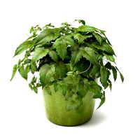 Cissus antarctica
