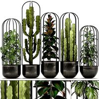 Collection of Exotic Plants