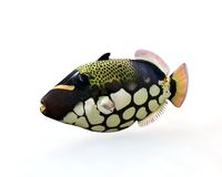 Clown Triggerfish