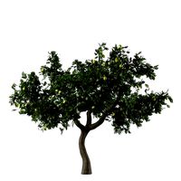 Lemon Tree Fruit 3d model