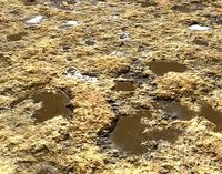 Rough dirty ground seamless PB