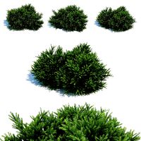 Picea Orientalis Dwarf
