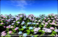 Low Polygon Hydrangeas for Games and Architectural Vis