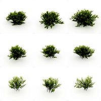Alnus Viridis