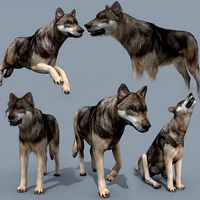 My Wolf - 3d animated wolf model