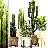 Collection of Exotic Cactus Plants 7
