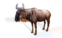 Wildebeest Rigged