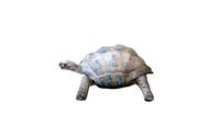 Tortoise Rigged
