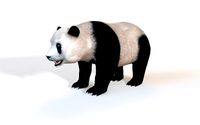 Panda Rigged