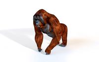Orangutan Rigged