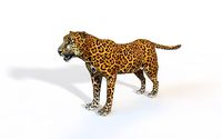 Leopard Rigged