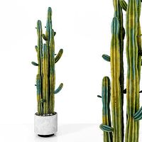 Plant 6