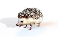 Hedge Hog Rigged