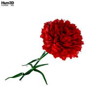 Carnation