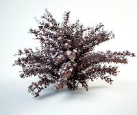 ninebark 250 physocarpus opulifolius diabolo