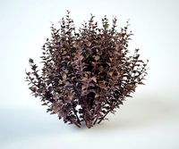 ninebark 170 physocarpus opulifolius diabolo