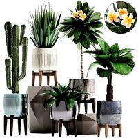 Collection of Exotic plants
