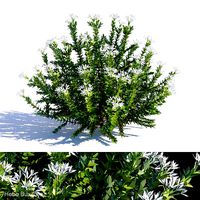 Hebe Buxifolia