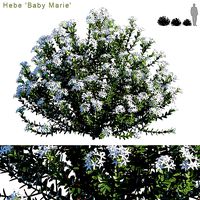 Hebe Baby Marie