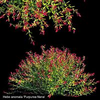 Hebe anomala Purpurea Nana