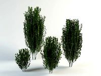 birch bush betula