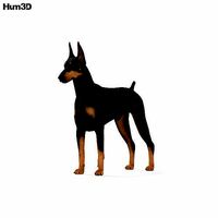 Doberman Pinscher HD