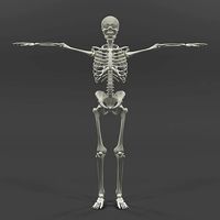 Human Skeleton