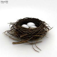 Bird Nest