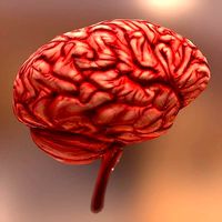 HQ Human Internal Organs