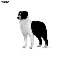 Border Collie HD