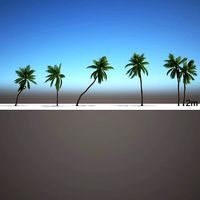 Cocos nucifera coconut