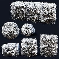 Cotoneaster lucidus Nr7 winter hedge set