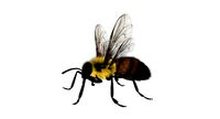 bee 3d model fur