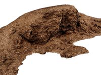 Mulch Pile - 8K Scan