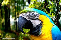 Macaw colorful New World parrots