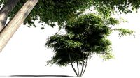 EVERYPlant Japanese Maple 09 -- 11 Models