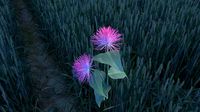 Albizia flower