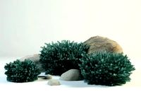 blue spruce picea pungens glauca globosa