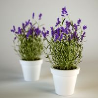 Lavender in a Pot