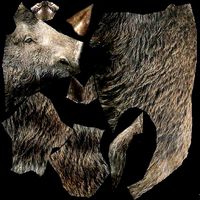 Boar Animal